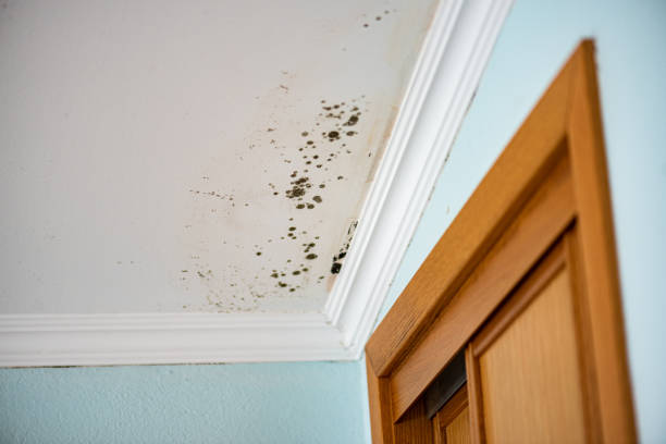 Office Mold Removal Services in Interlaken, CA