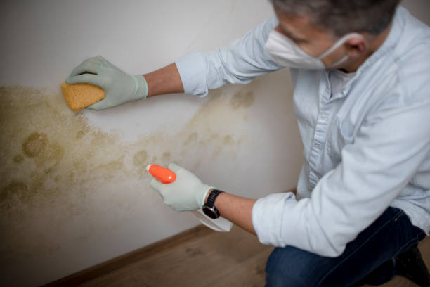 Best Professional Mold Removal  in Interlaken, CA