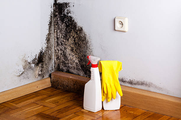 Best Attic Mold Removal  in Interlaken, CA