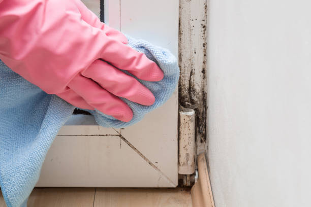 Attic Mold Removal in Interlaken, CA