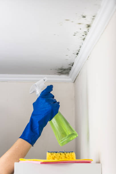 Best Black Mold Removal  in Interlaken, CA